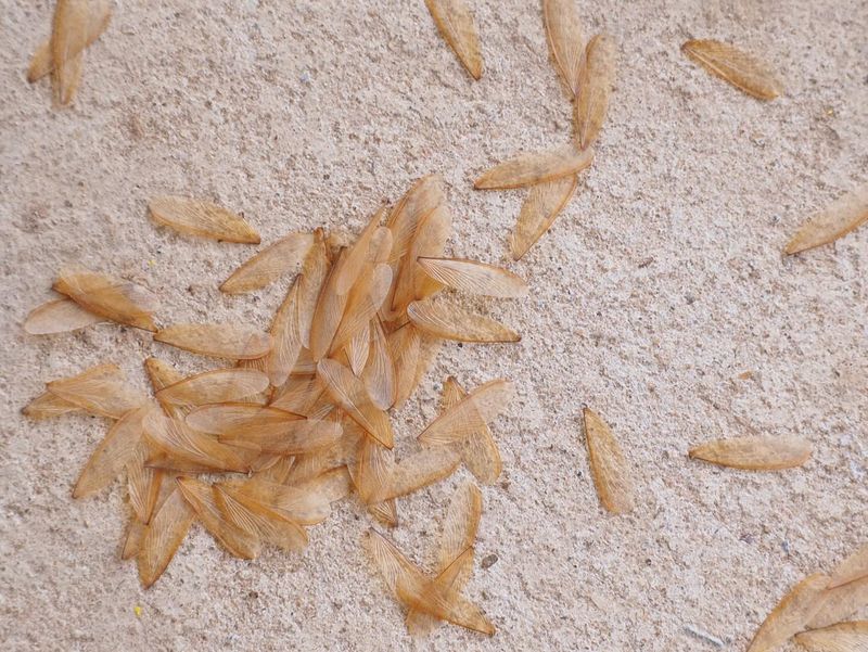 Piles Of Wings That Litter The Soil Piles Of Wings That Litter The Soil