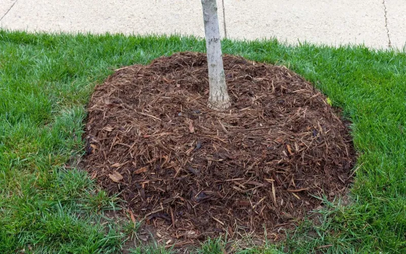 Piling Mulch Against the Trunk (Volcano Mulching)