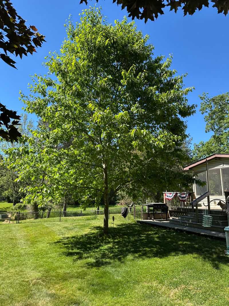 Pin Oak Does Better Left Alone This Month