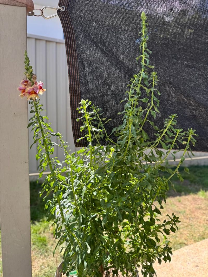 Pinch Back Leggy Growth For Fuller Plants Pinch Back Leggy Growth For Fuller Plants