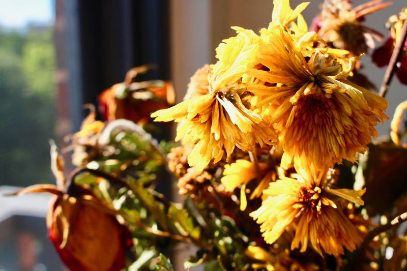 Pinch Off Faded Flowers Each Week Pinch Off Faded Flowers Each Week