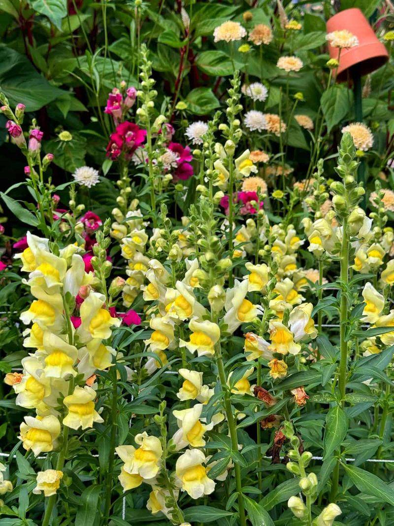 Pinch Young Plants For More Flower Spikes Pinch Young Plants For More Flower Spikes