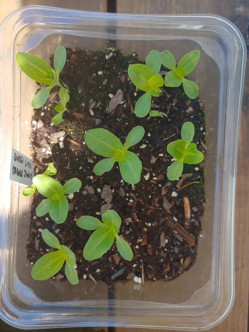 Pinch Young Plants For More Stems Pinch Young Plants For More Stems