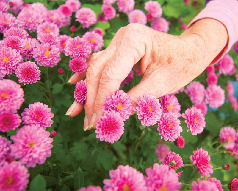 Pinching Mums After Mid July