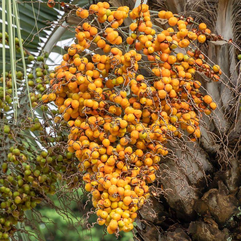Pindo Palm Pindo Palm