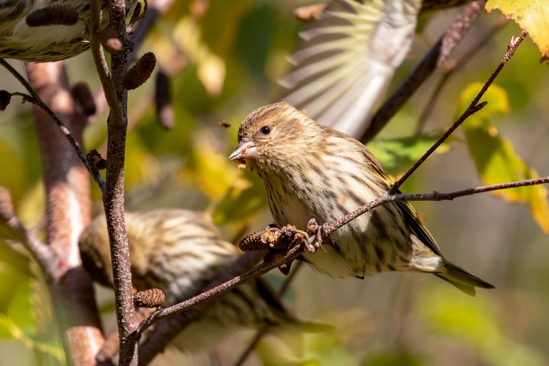 Pine Siskins Follow Winter Food Sources Pine Siskins Follow Winter Food Sources
