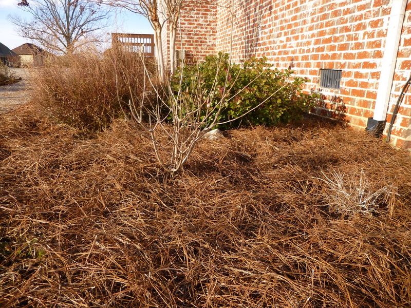 Pine Straw Pine Straw