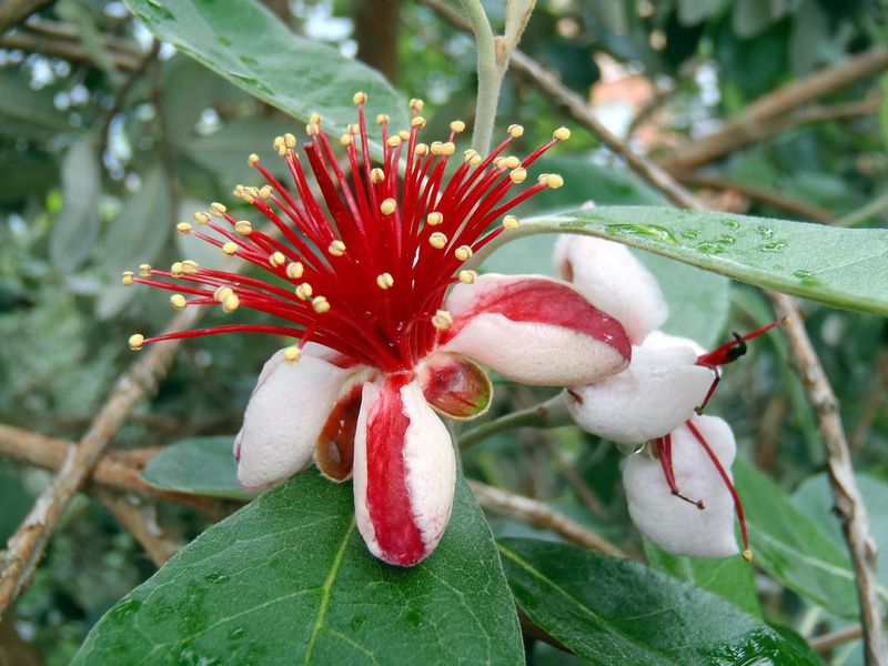 Pineapple Guava (Feijoa)