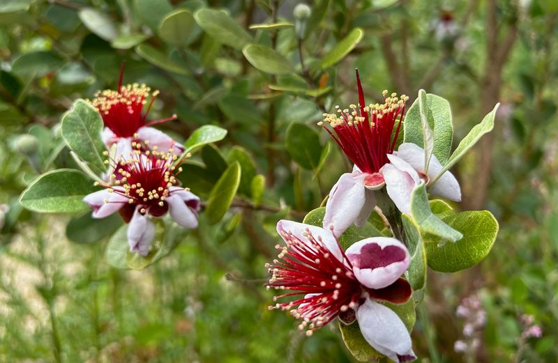 Pineapple Guava, The Quirky Crowd Pleaser Pineapple Guava, The Quirky Crowd Pleaser