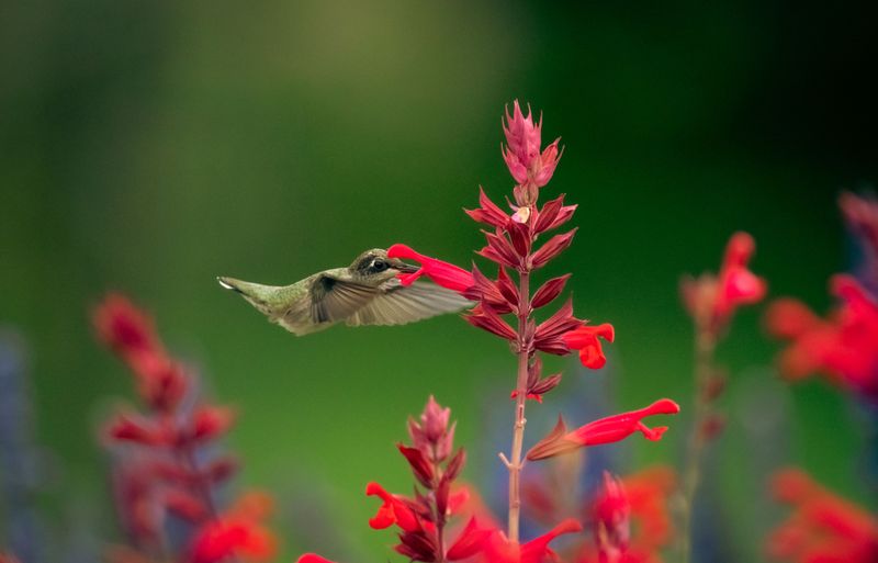 Pineapple Sage Sends Up Red Spikes And Sweet Scent