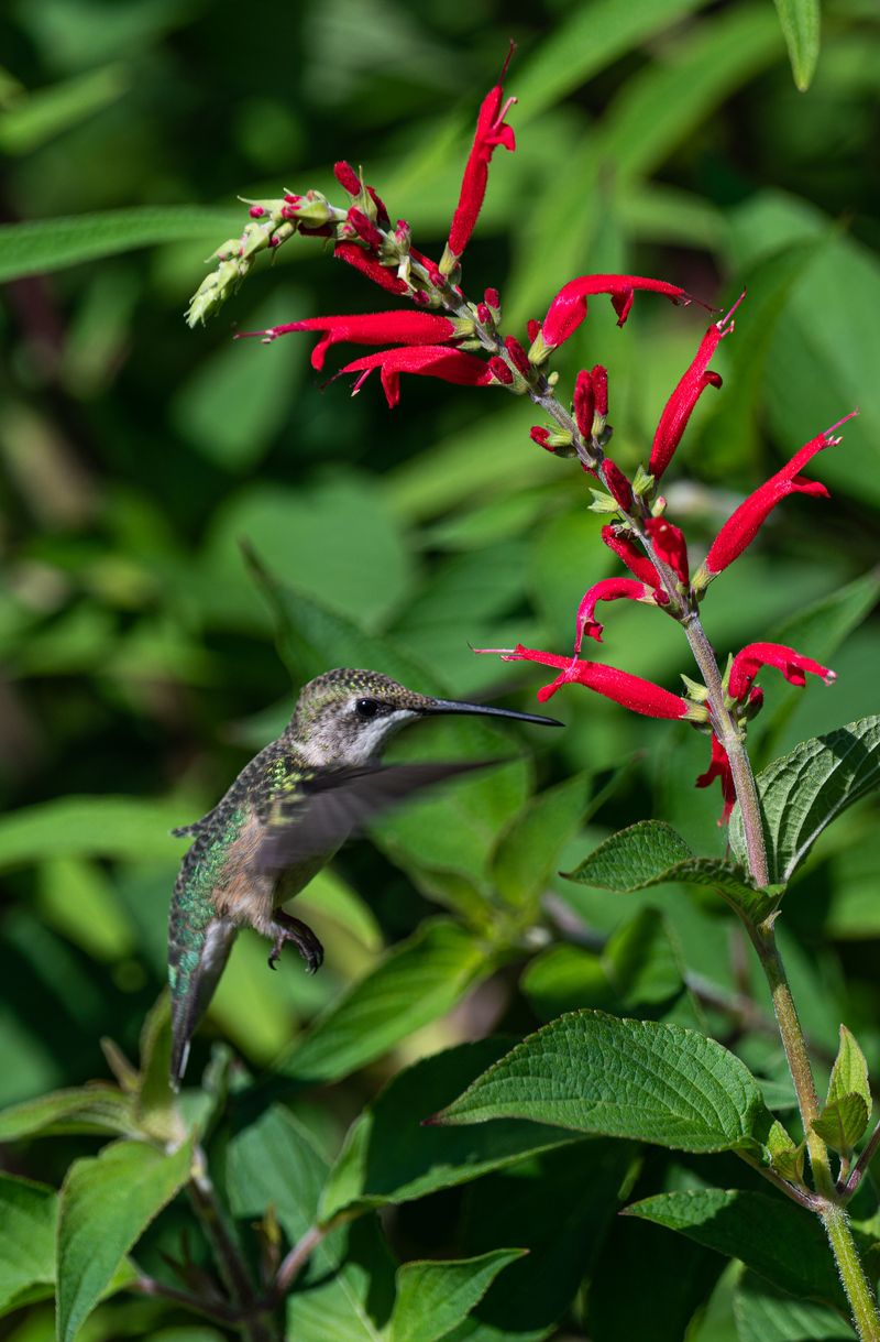 Pineapple Sage, The Hummingbird Favorite Pineapple Sage, The Hummingbird Favorite