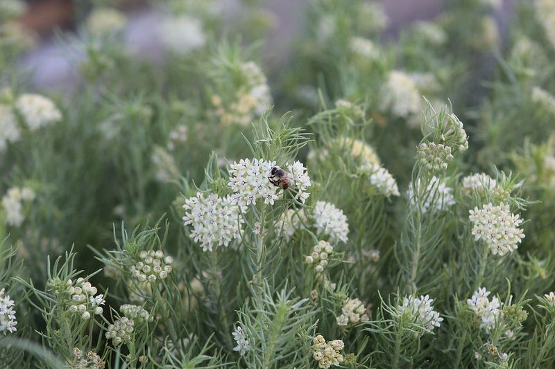 Pineleaf Milkweed (Asclepias linaria) Pineleaf Milkweed (Asclepias linaria)