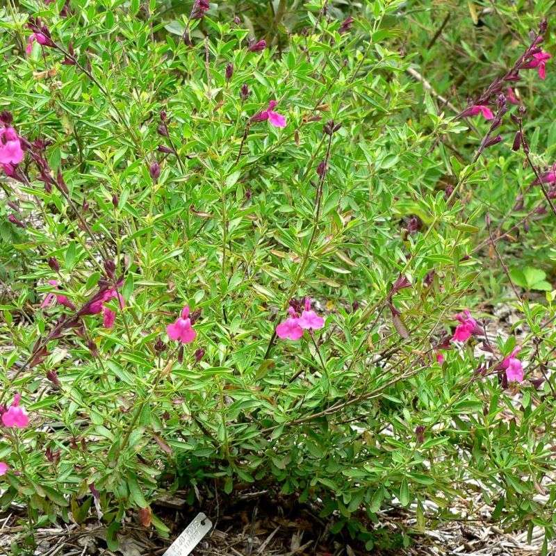 Pink Autumn Sage (Salvia greggii)