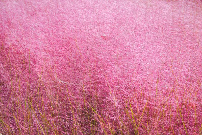Pink Muhly Grass For Cotton Candy Haze
