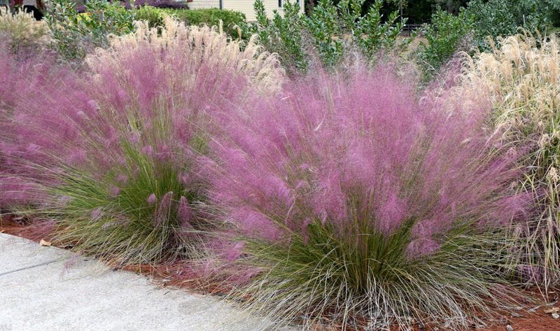 Pink Muhly Grass Puts On A Showy Late-Season Display