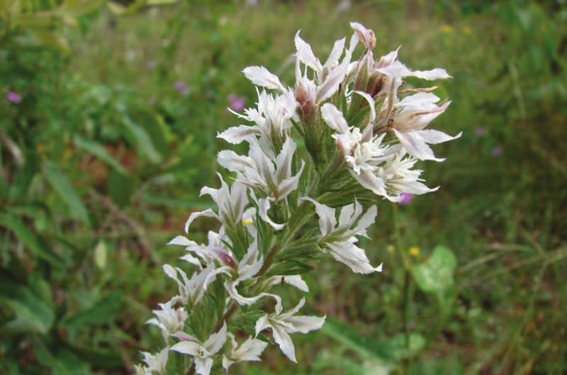 Pink-Scale Blazing Star Blooms Well Into October