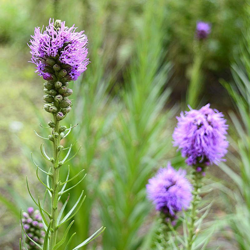 Pinkscale Blazing Star Lights Up Open Spaces