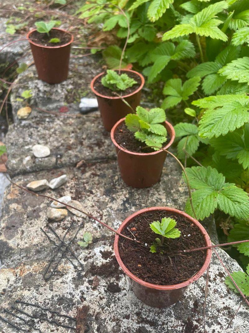 Pinning Runners Into Pots Beside The Parent Pinning Runners Into Pots Beside The Parent