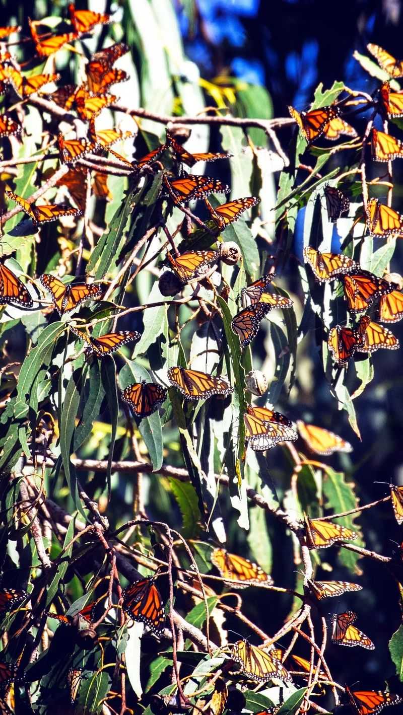 Pismo Beach Hosts Large Winter Gatherings Pismo Beach Hosts Large Winter Gatherings