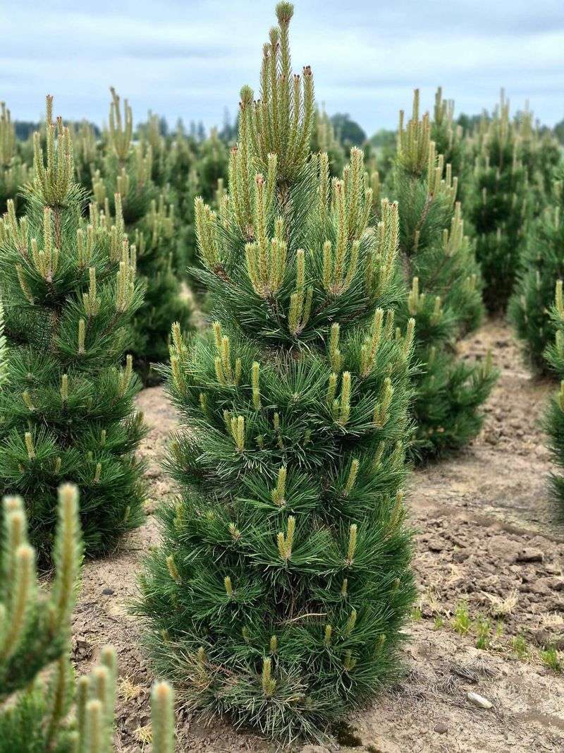 Pitch Pine