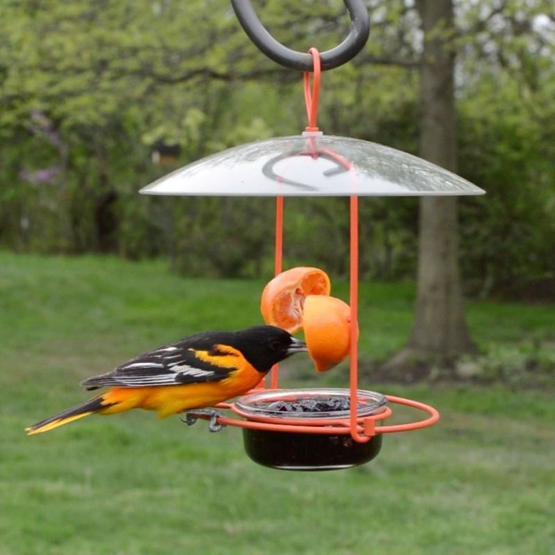 Place Feeders Near Trees With Plenty Of Cover