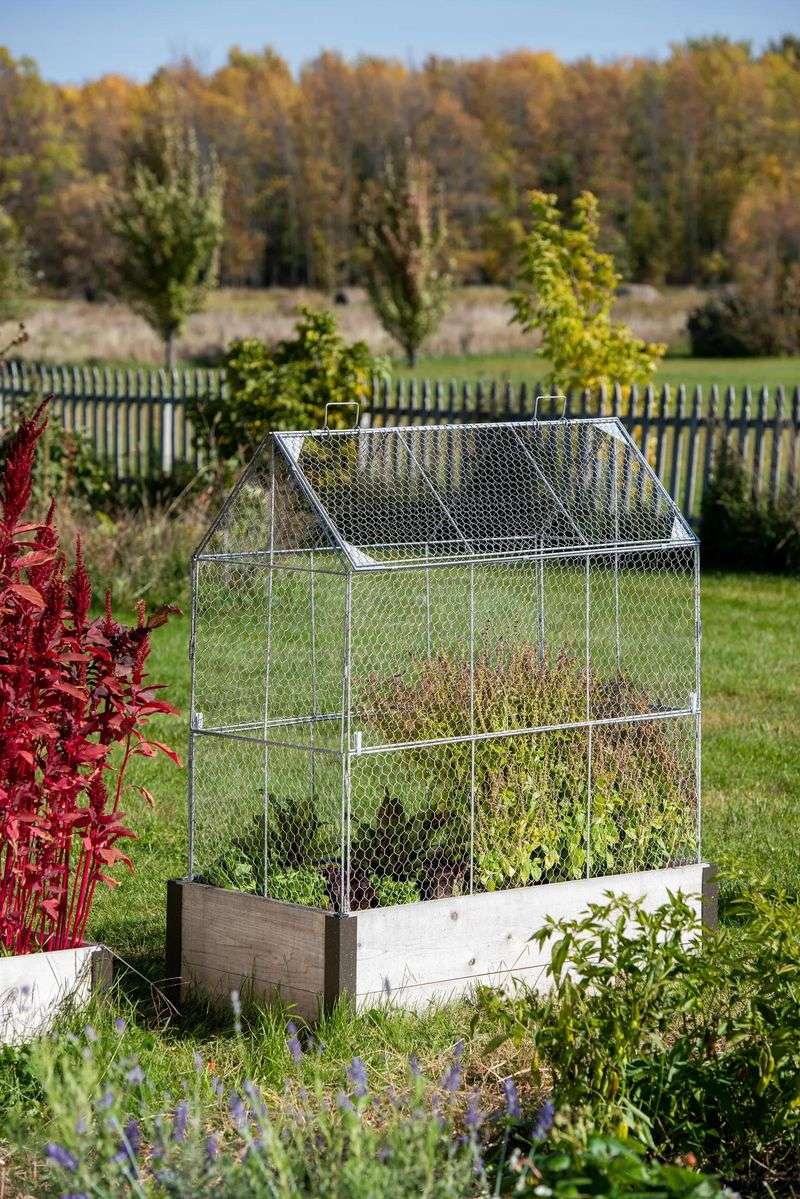 Place The Mesh Directly Over The Planted Bulb Area Place The Mesh Directly Over The Planted Bulb Area