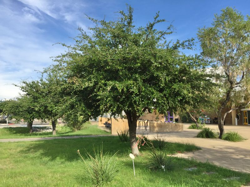 Place Thorny Hackberry Safely Around an Arizona Home