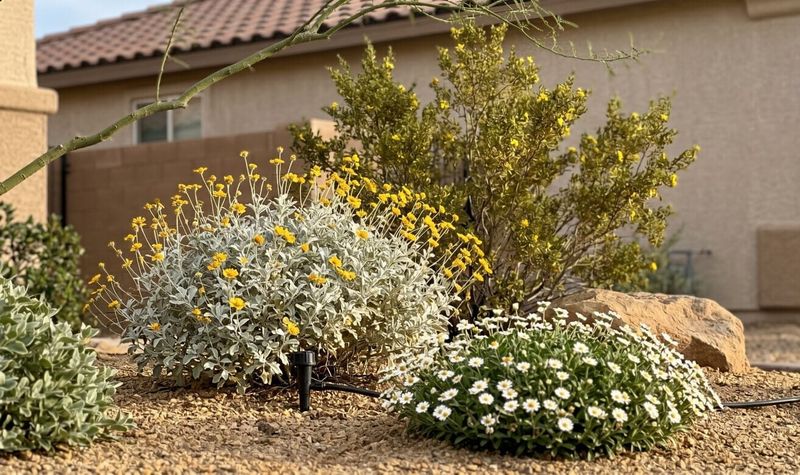 Place and maintain the shrub without creating concealed harborage