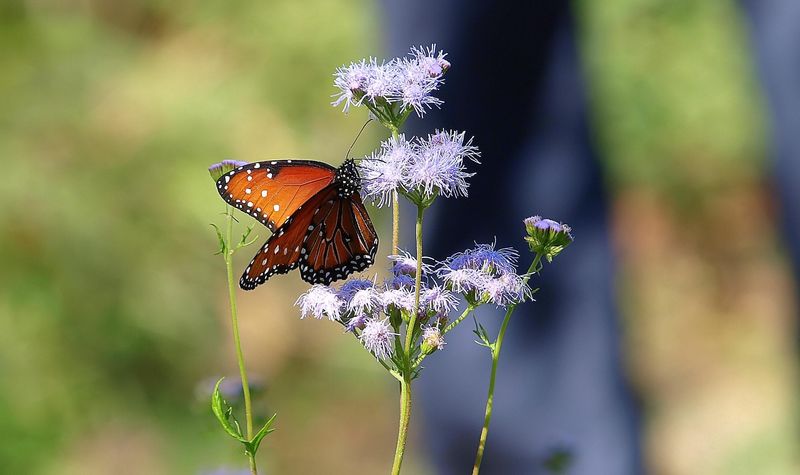 Placement And Watering Missteps In Texas Gardens
