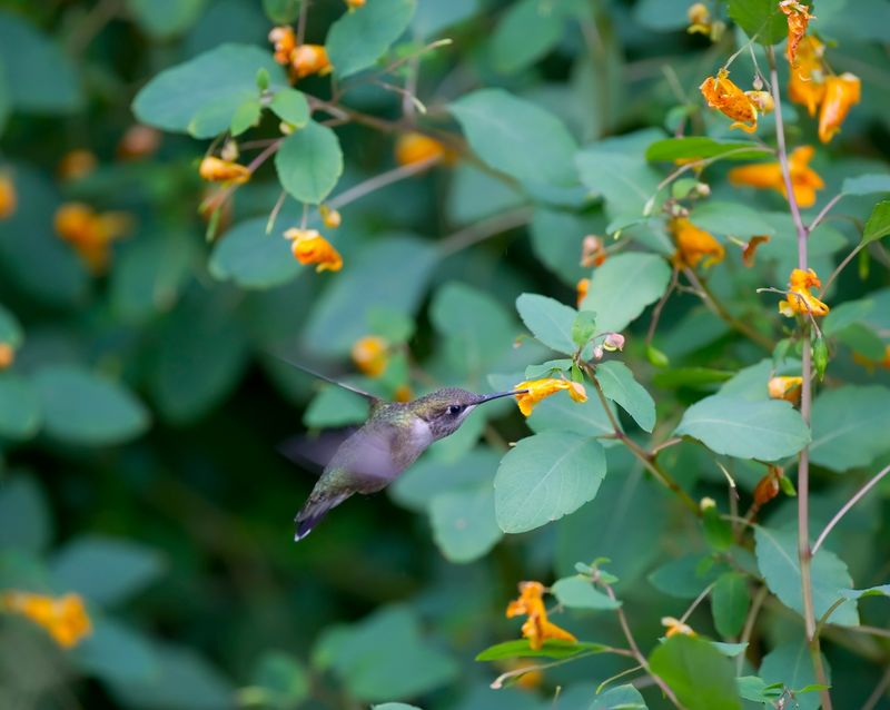 Placement Tips For A Reliable Autumn Nectar Patch Placement Tips For A Reliable Autumn Nectar Patch