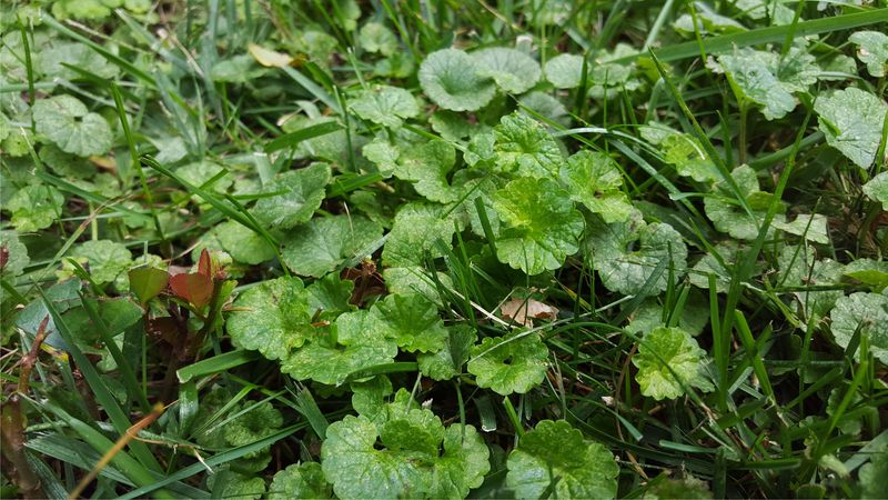 Plan A Follow Up Routine To Keep Lawns Weed Free Plan A Follow Up Routine To Keep Lawns Weed Free