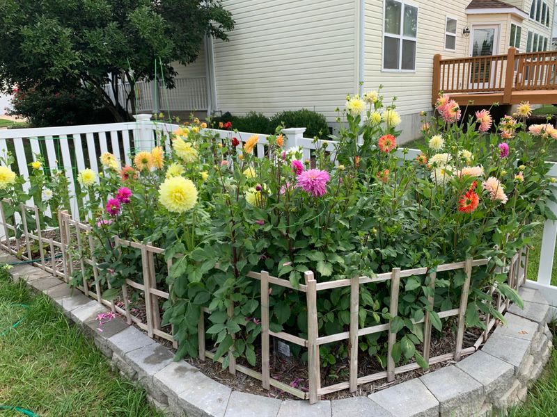 Plan Bigger Dahlia Displays Next Year