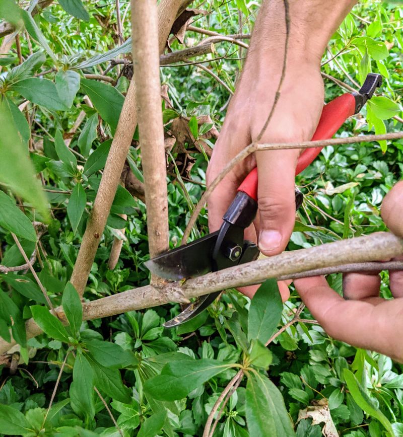 Plan Major Pruning For Soon After Spring Flowers Fade Plan Major Pruning For Soon After Spring Flowers Fade