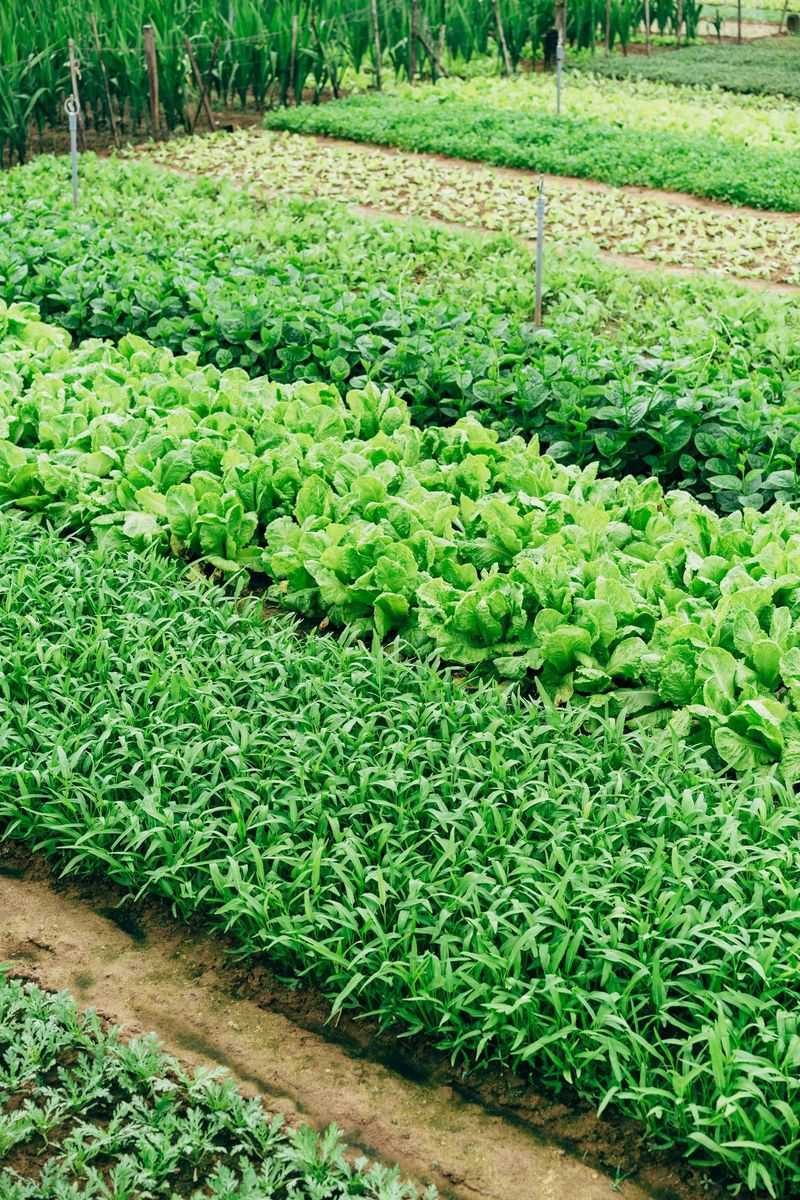 Plan Next Season's Crop Rotation Before You Forget Plan Next Season's Crop Rotation Before You Forget