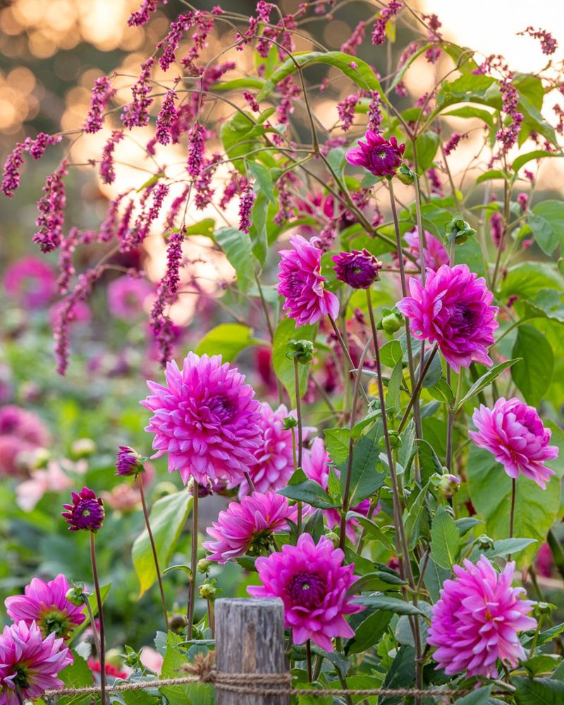Plan Next Year's Dahlia Bed Over Hot Cocoa