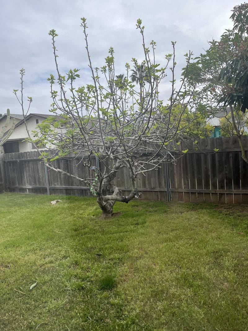 Plan Pruning For A Better Spring