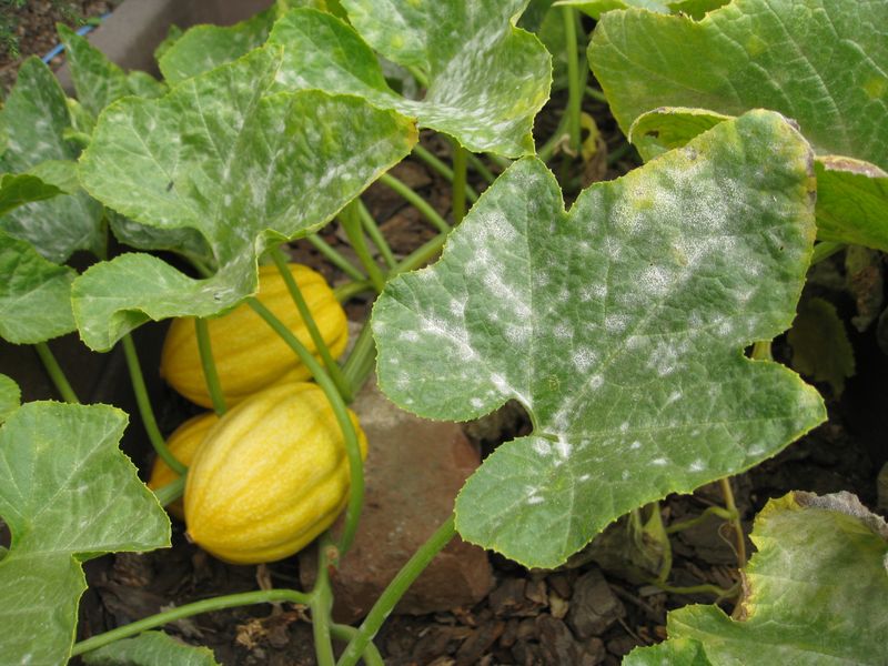 Plan Resistant Varieties For Next Year