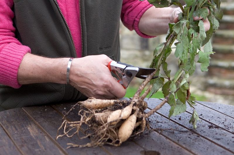 Plan To Lift Dahlias After Frost