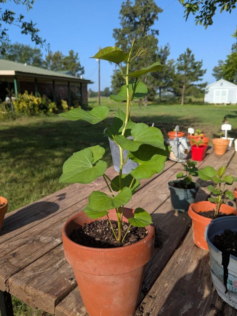 Plan Your Spring Replanting Around Warm Soil Plan Your Spring Replanting Around Warm Soil