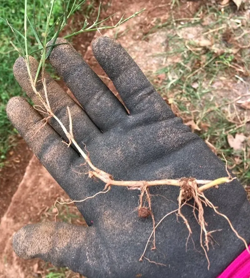 Plan for Bermuda rhizomes and nearby trees Plan for Bermuda rhizomes and nearby trees