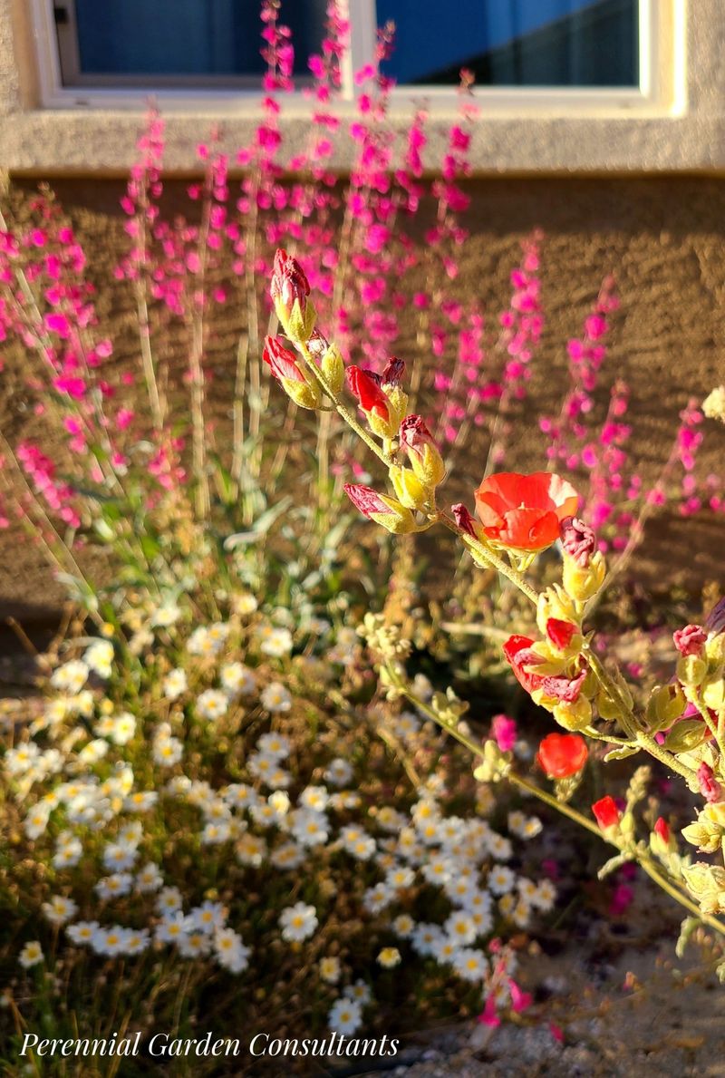 Plan for a Succession of Low-Desert Blooms Plan for a Succession of Low-Desert Blooms