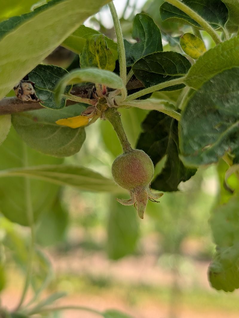 Plan for a Wisconsin Apple Harvest That Depends on More Than Pruning