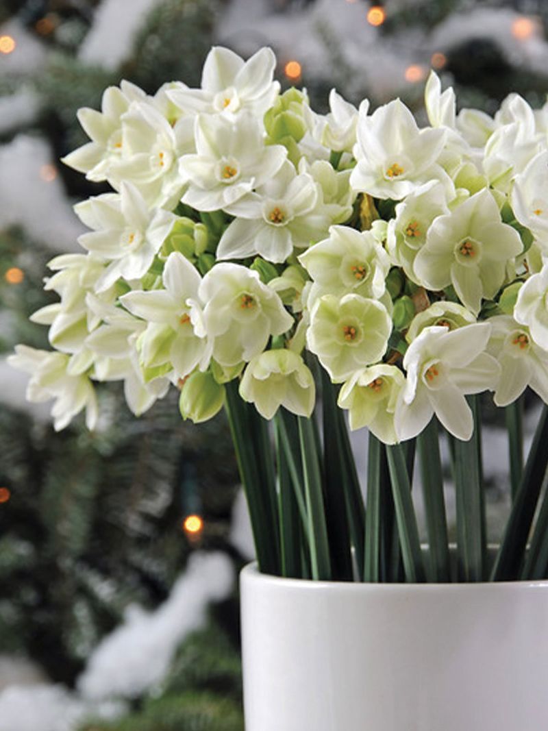 Plan for a holiday bloom window, not a fixed date Plan for a holiday bloom window, not a fixed date