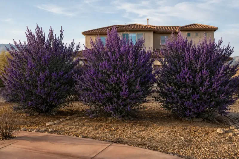 Plan for an open shrub, not a tiny patio plant