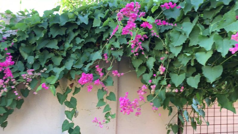 Plan for cold-weather dieback and seasonal pruning Plan for cold-weather dieback and seasonal pruning