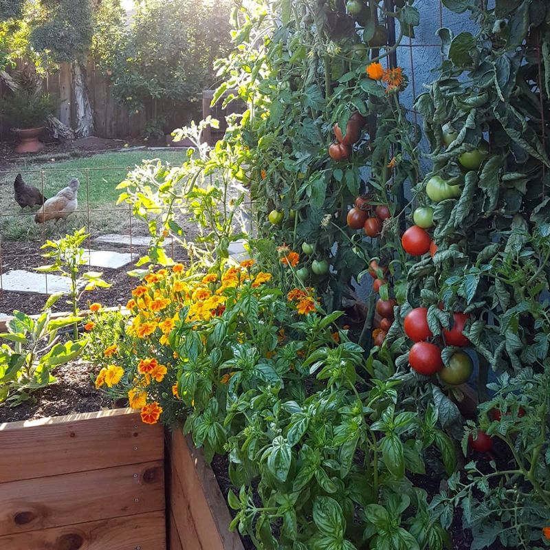 Plan for tomatoes first; treat basil as an experiment Plan for tomatoes first; treat basil as an experiment