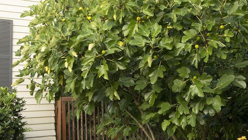 Plan the future planting around water and mature size