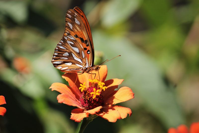 Planning A Butterfly Friendly Garden For Next Year Planning A Butterfly Friendly Garden For Next Year