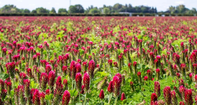 Plant A Cover Crop Plant A Cover Crop