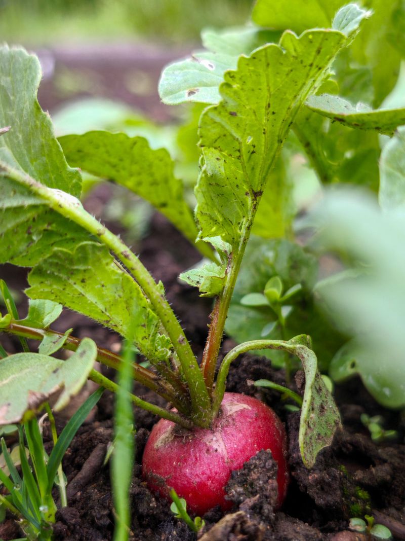 Plant A Fast Fall Crop That Tolerates Cold Well Plant A Fast Fall Crop That Tolerates Cold Well